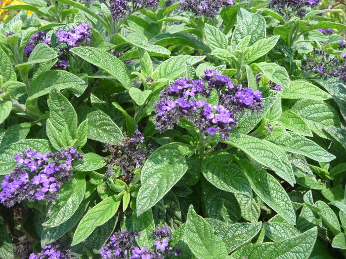 Helioptrope - Helioptrope arborescens 'Scentropia Dark Blue' from Kings Garden Center