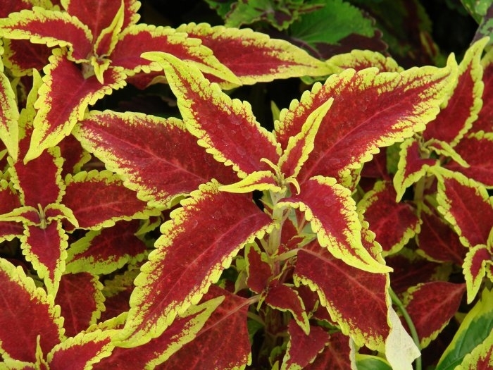 Coleus - Coleus 'Defiance' from Kings Garden Center