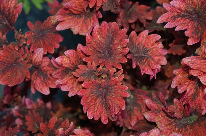 Coleus - Coleus 'Gnash Rambler™ ' from Kings Garden Center