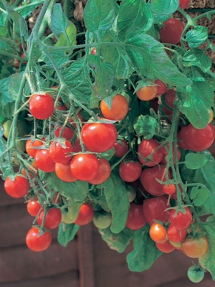 Tomato Tumbling Tom - Lycopersicon esculentum 'Tumbling Tom' from Kings Garden Center