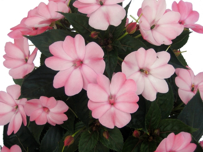 SunPatiens® Compact Impatiens - Impatiens x hybrida from Kings Garden Center