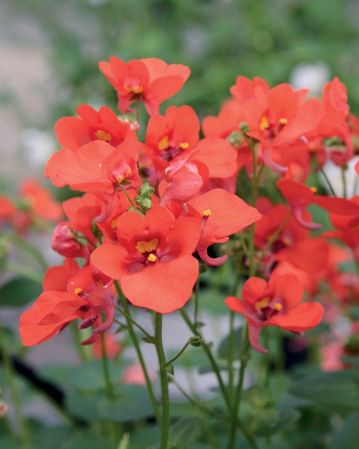 Flirtation® Orange - Twinspur from Kings Garden Center