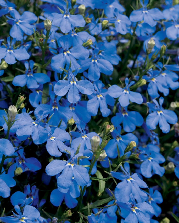 Lucia® Dark Blue - Lobelia from Kings Garden Center