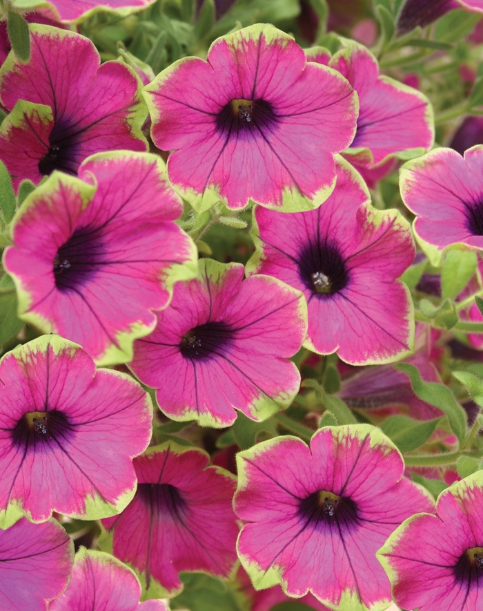 Supertunia® Pretty Much Picasso - Petunia from Kings Garden Center