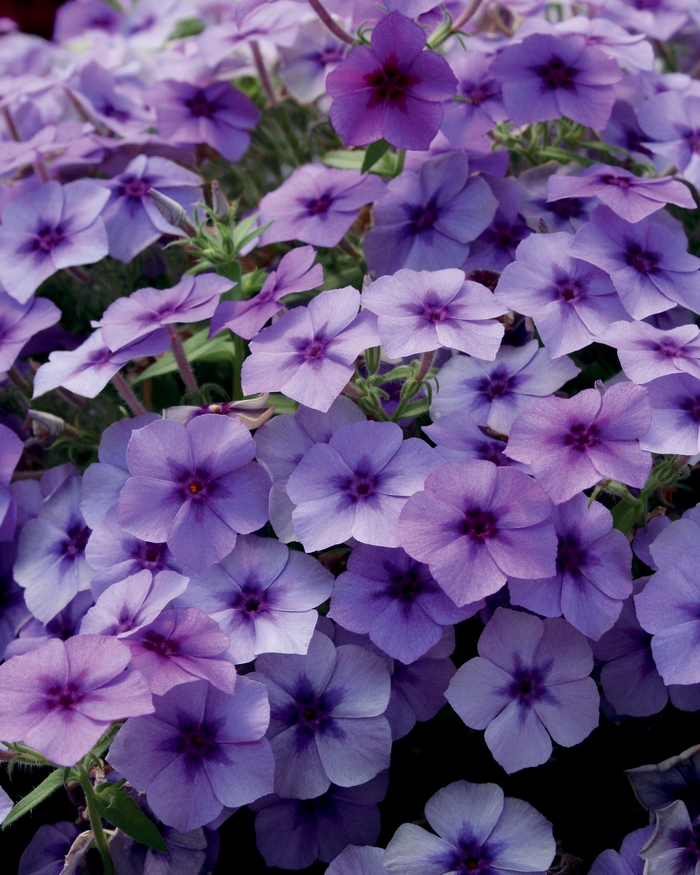 Intensia® Blueberry - Phlox Intensia® Blueberry from Kings Garden Center