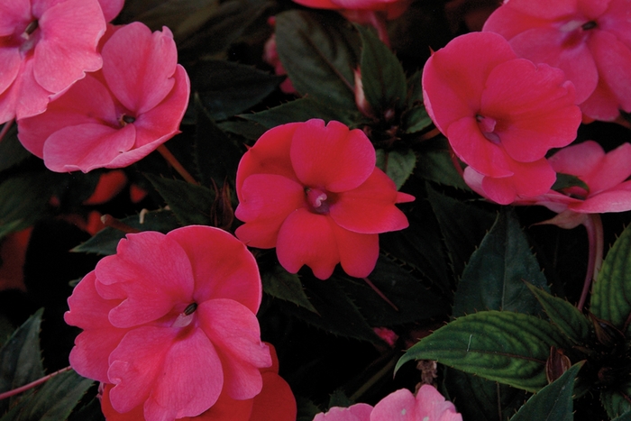 SunPatiens® Compact - Impatiens 'Deep Rose' from Kings Garden Center