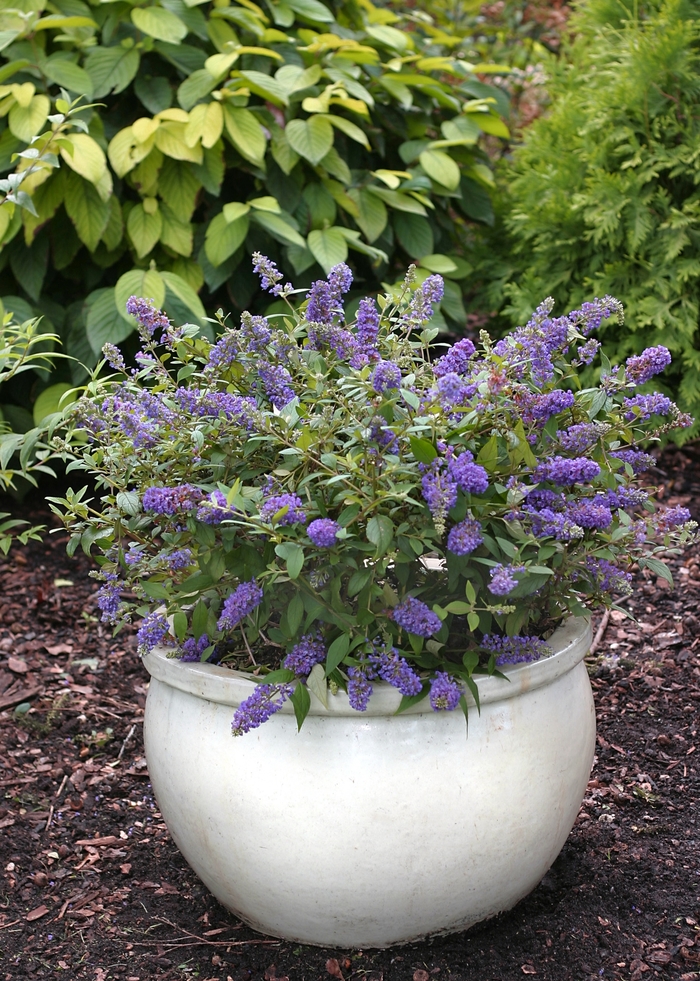 Lo&Behold®Butterfly Bush - Buddleia 'Blue Chip' from Kings Garden Center