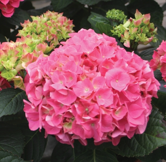 Cityline™Vienna - Bigleaf Hydrangea from Kings Garden Center