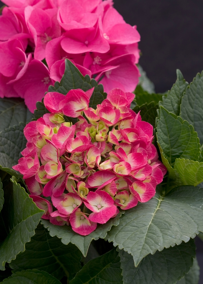 Cityline™Paris - Bigleaf Hydrangea from Kings Garden Center