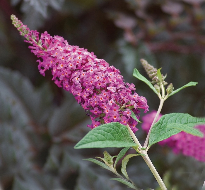 'Miss Ruby' - Buddleia davidii from Kings Garden Center