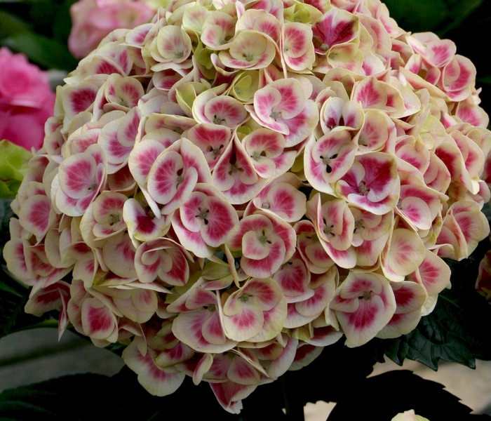 Cityline™ Mars - Hydrangea from Kings Garden Center