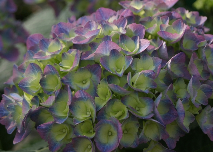 Cityline™ Rio - Hydrangea from Kings Garden Center