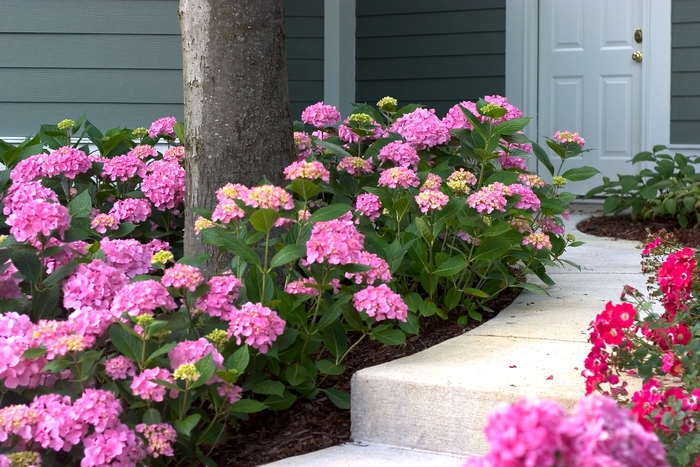 Let's Dance®Moonlight - Bigleaf Hydrangea from Kings Garden Center