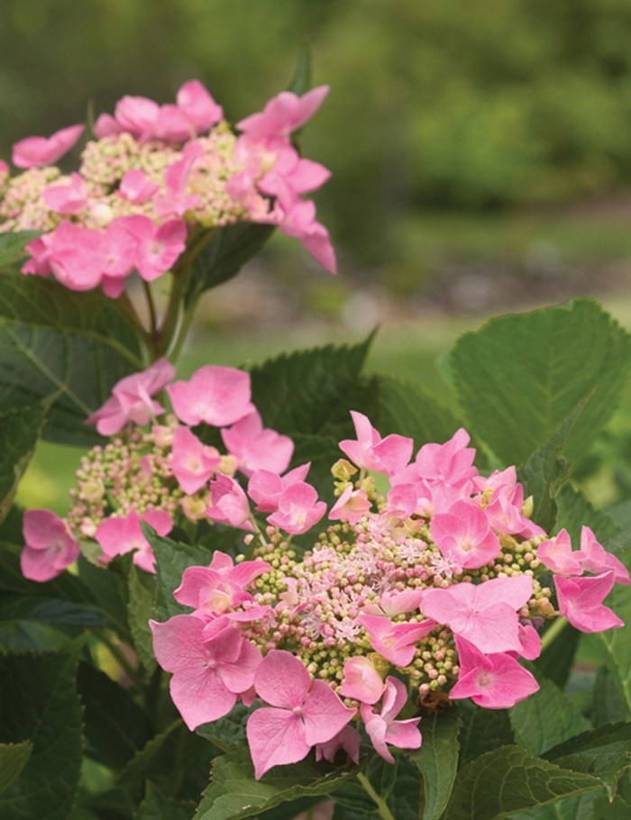 Let's Dance®Starlight - Bigleaf Hydrangea from Kings Garden Center