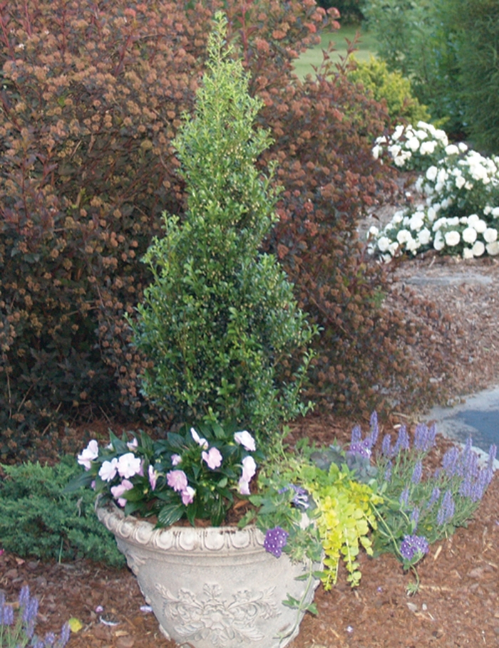 Sky Pointer™ - Japanese Holly from Kings Garden Center