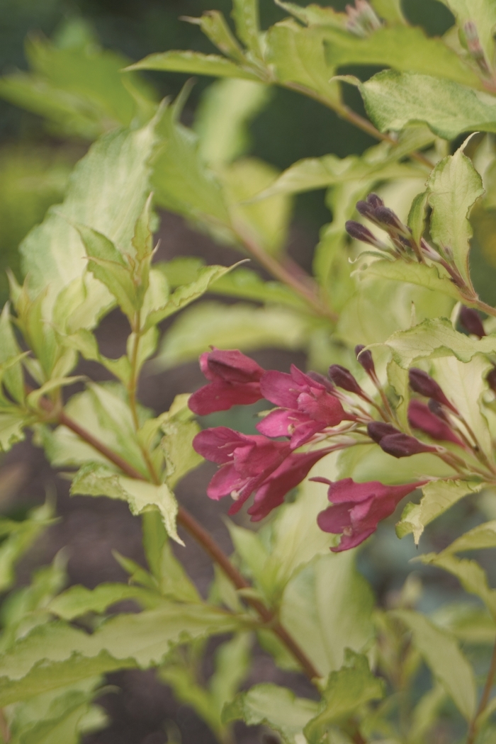 Ghost™ - Weigela from Kings Garden Center