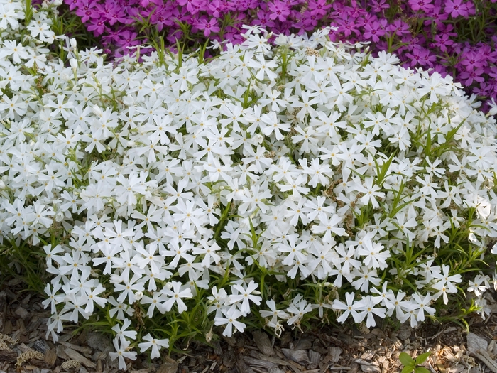 Creeping Phlox - Phlox subulata 'White Delight' from Kings Garden Center