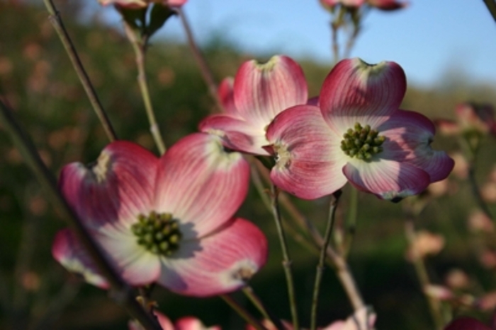 Dogwood Cherokee Brave Flowering - Cornus florida 'Cherokee Brave' from Kings Garden Center