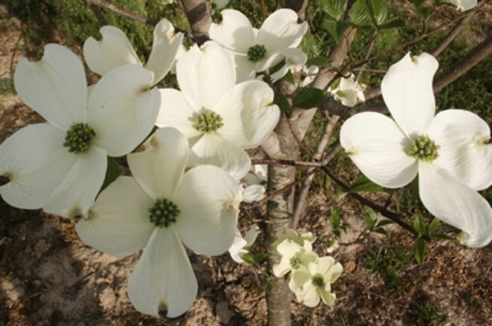 Dogwood Cherokee Princess - Cornus florida 'Cherokee Princess' from Kings Garden Center