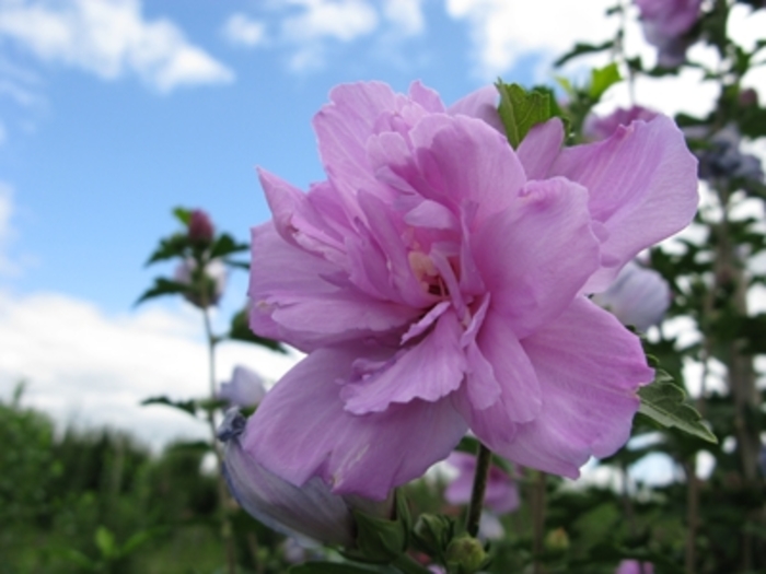 Rose of Sharon - Hibiscus syriacus from Kings Garden Center