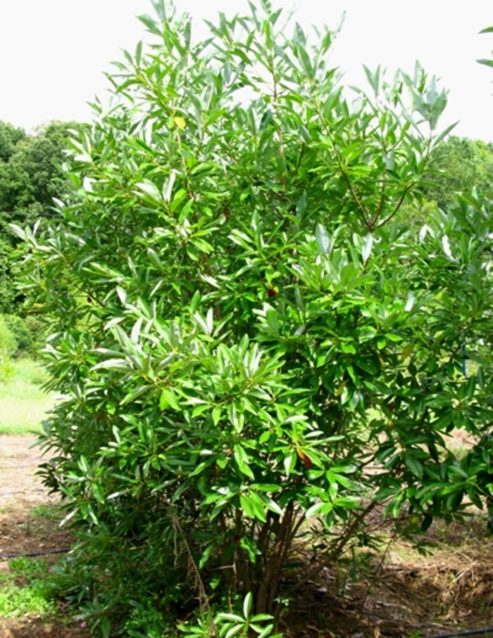 Sweetbay Magnolia - Magnolia virginiana from Kings Garden Center