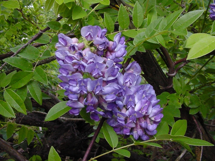 Amethyst Falls Wisteria - Wistera frutescens 'Amethyst Falls' from Kings Garden Center