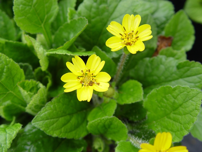 Green and Gold - Chrysogonum virginianum from Kings Garden Center