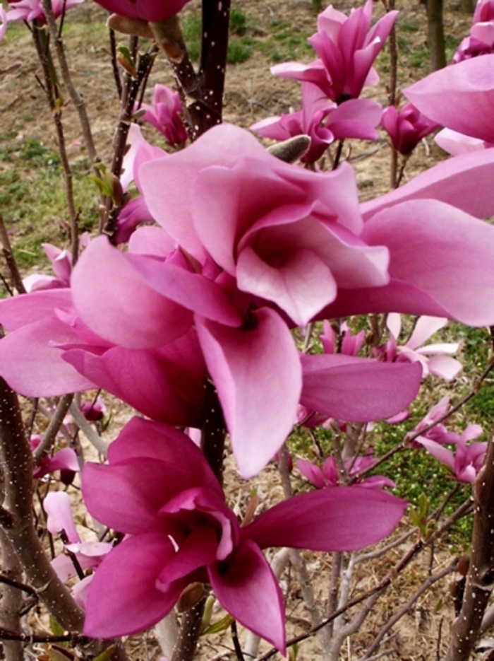 Jane Magnolia - Magnolia lilifora 'Jane' from Kings Garden Center