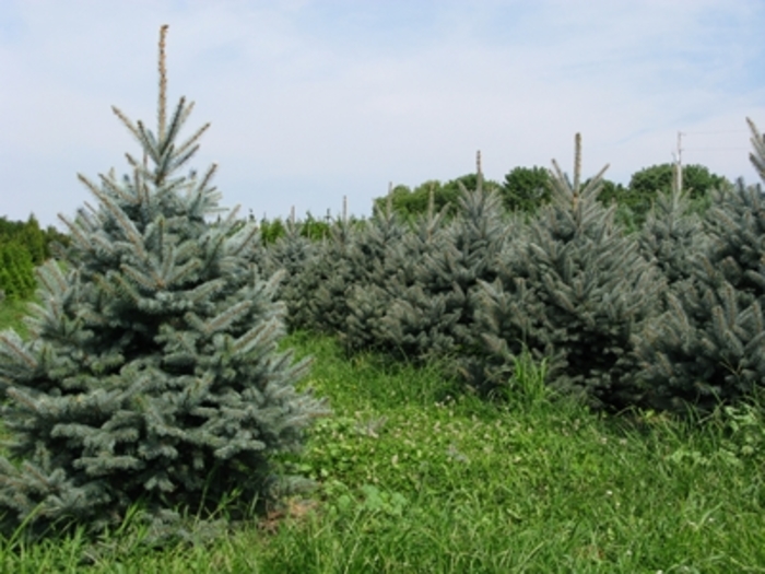 Fat Albert Blue Spruce - Picea pungens 'Fat Albert' from Kings Garden Center