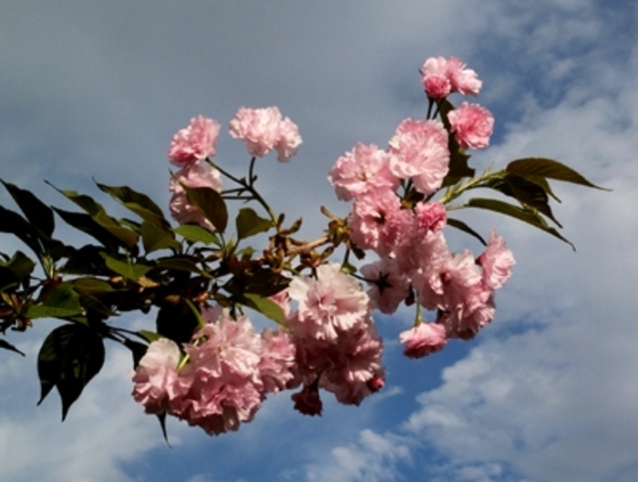 Prunus serrulata 'Kwanzan' | Kwanzan Flowering Cherry ...