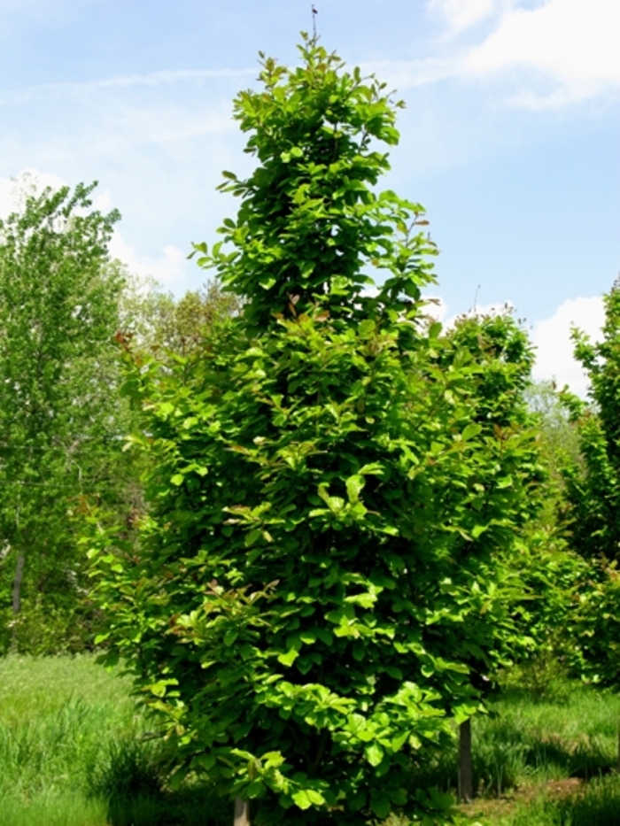 Ruby Vase Persian Parrotia - Parrotia persica from Kings Garden Center