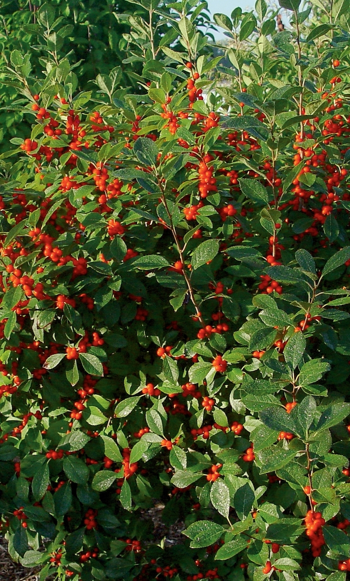 Ilex verticillata - Winterberry Holly from Kings Garden Center