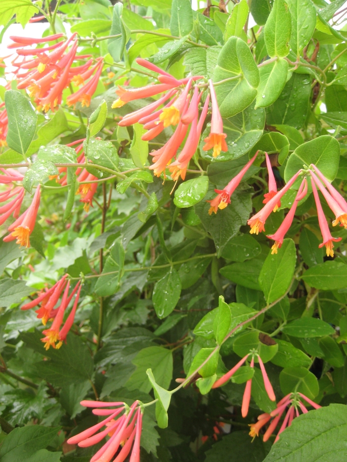 Honeysuckles - Lonicera from Kings Garden Center