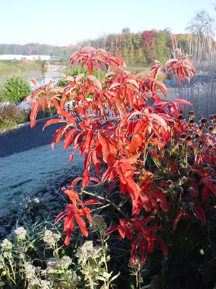 Sourwood - Oxydendrum arboreum from Kings Garden Center