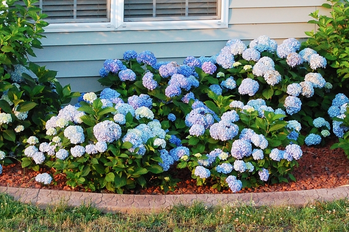 Big Daddy Hydrangea - Hydrangea macrophylla 'Big Daddy' from Kings Garden Center