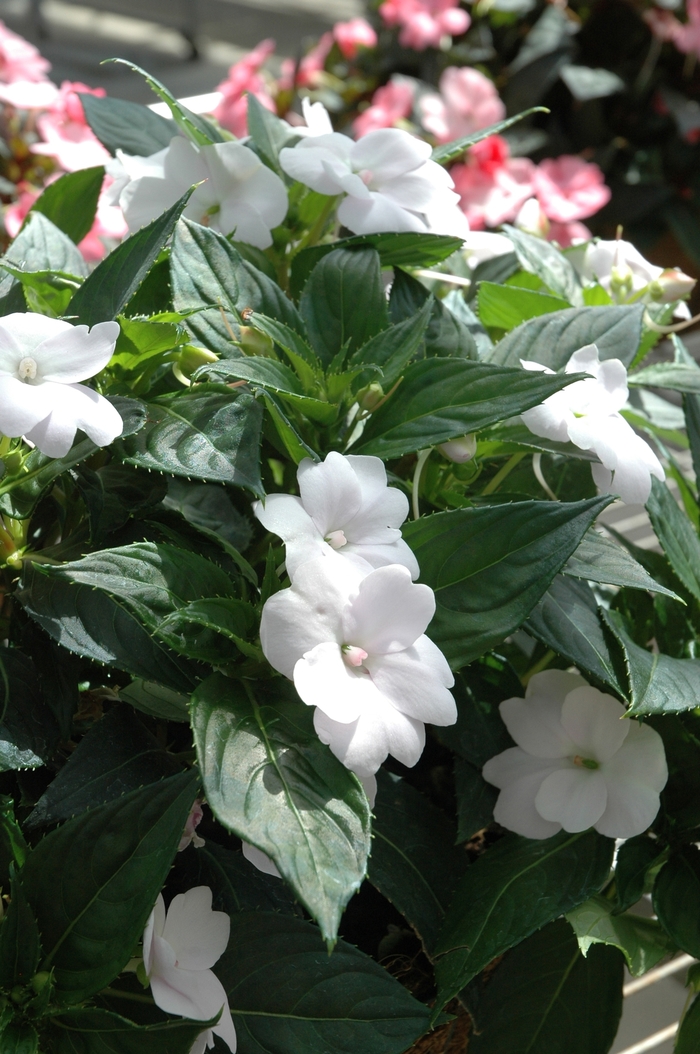 SunPatiens® Compact White - Impatiens 'White' from Kings Garden Center