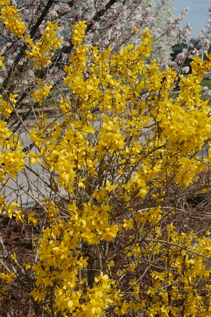  Golden Bell Forsythia - Forsythia x intermedia 'Lynwood Gold' from Kings Garden Center