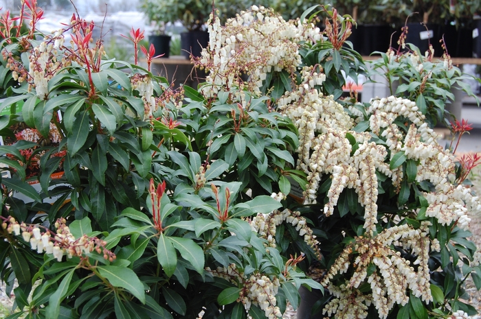  Pieris - Pieris japonica from Kings Garden Center