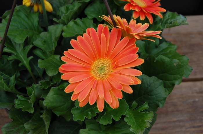Gerber Daisy - Multiple Varieties from Kings Garden Center