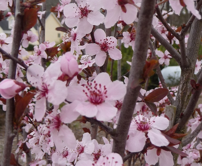 Purple Leaf Plum - Prunus cerasifera 'Krauter Vesuvius' from Kings Garden Center