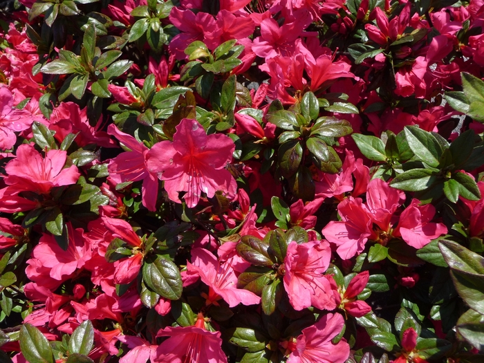 'Sunglow' - Rhododendron hybrid from Kings Garden Center