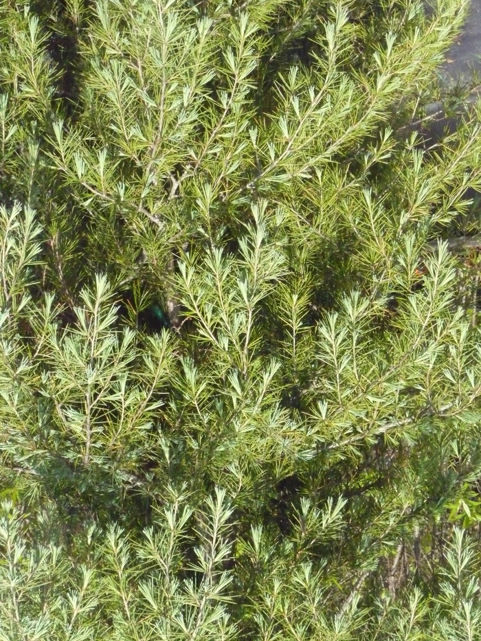 Deodar Cedar - Cedrus deodara from Kings Garden Center