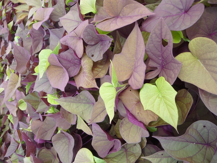 Ornamental Sweet Potato - Ipomoea batatas 'Sweet Heart Red' from Kings Garden Center