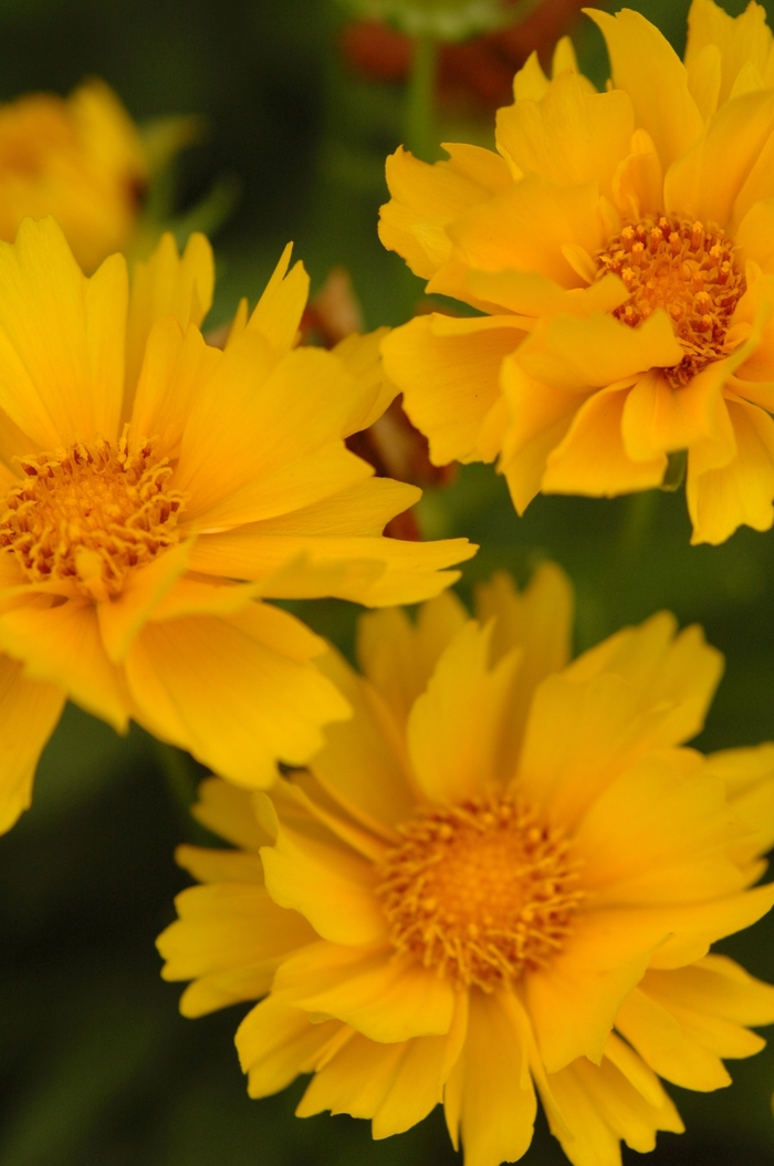 Threadleaf Coreopsis - Coreopsis 'Presto' from Kings Garden Center