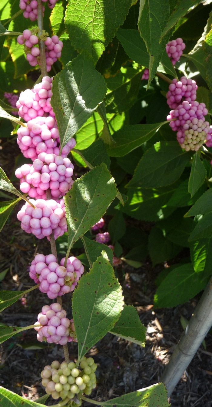 American Beautyberry - Callicarpa americana from Kings Garden Center