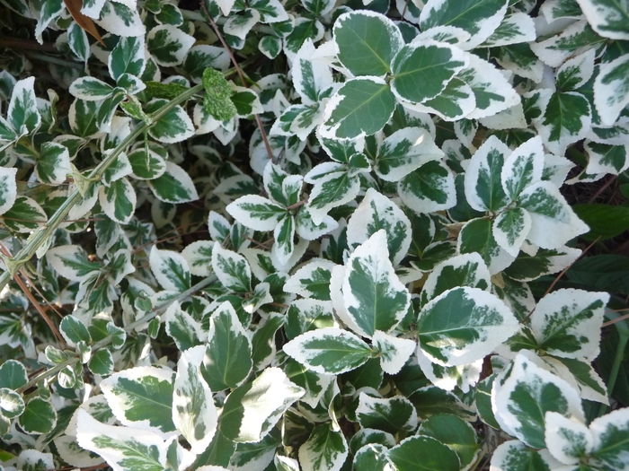 Emerald Gaiety Euonymus - Euonymus fortunei ''Emerald Gaiety'' from Kings Garden Center