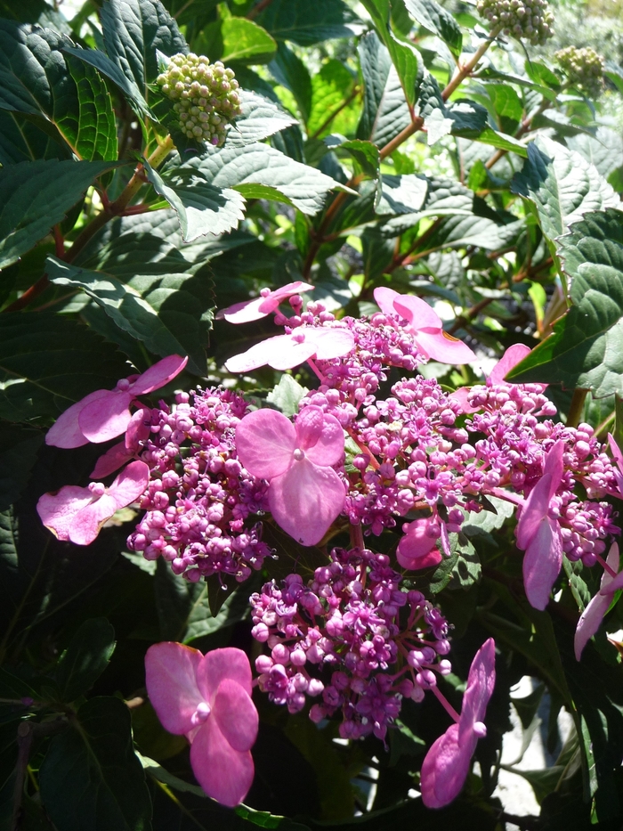 Endless Summer® Twist and Shout™ - Hydrangea macrophylla 'Twist and Shout™ ' from Kings Garden Center
