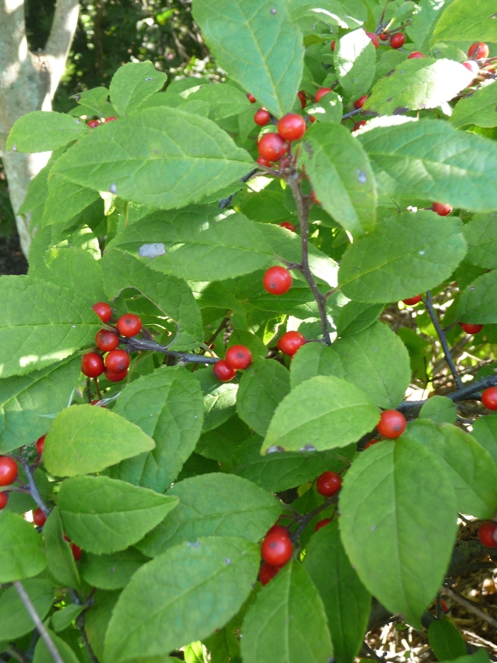 Winterberry Holly - Ilex verticillata 'Carolina Cardinal' from Kings Garden Center