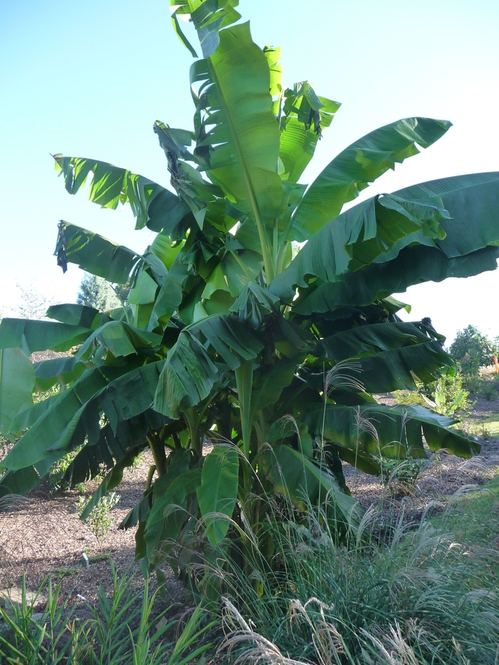 Banana - Musa basjoo from Kings Garden Center