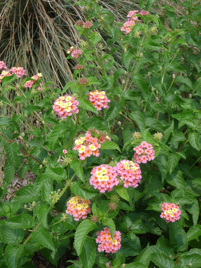 Hardy Lantana - Lantana camara 'Miss Huff' from Kings Garden Center